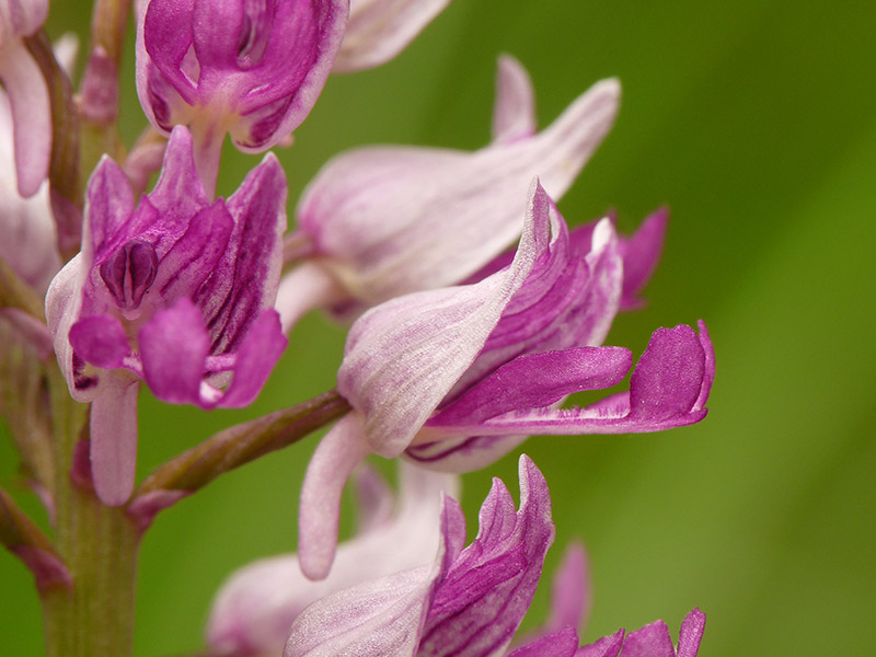 Orchis militaris